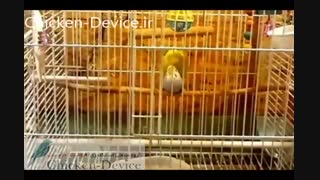 ویدیو جفت گیری مرغ عشق