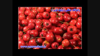 زالزالک جنگلی ( ولیک قرمز) / فیلم