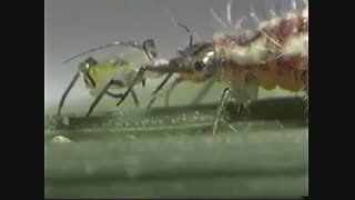 آفت پسیل پسته