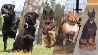 بهترین و محبوب ترین نژاد های سگ