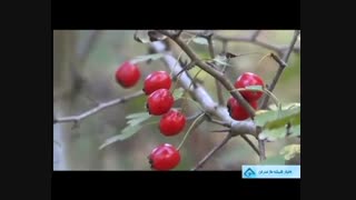 فرآوری زالزالک جنگلی / صنایع غذایی ناردونه