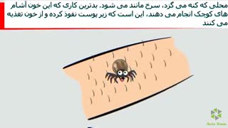 فیلمی جالب از جای نیش حشرات