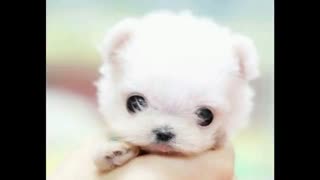 دوستان لطفا اونایی که توی مسابقم شرکت کردن آدرس ویدیو هاشونو بدن