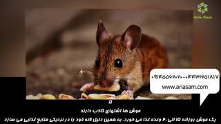 موش خانگی روزانه 20 وعده غذا می خورد!!