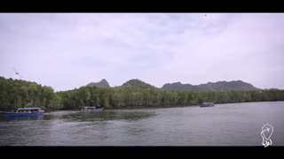 سفر به جنگل های زیبای منگروف