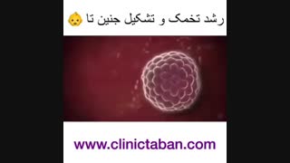 نحوه تشکیل جنین