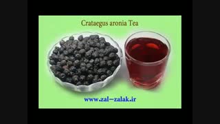 Crataegus aronia Tea / zalzalak