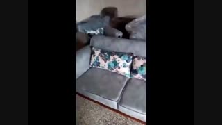 اسکارلت