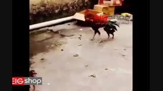 شگرد زیر چرخی جوجه اونم با خروس لاری