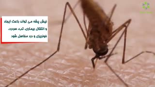 کشتن سریع پشه با سم