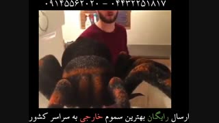 شوخی با عنکبوت