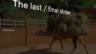 اصطلاح The final / last straw در زبان انگلیسی