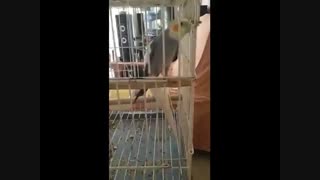آواز خواندن عروس هلندی بر جفت ماده اش