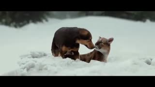 بین المللی فیلم مسیر یک سگ به خانه - A Dog's Way Home