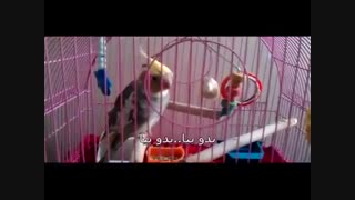 حرف زدن واضح عروس هلندی سخنگو (با زیرنویس)