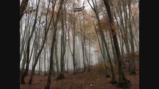 اسکیزوفرنی Schizophrenia