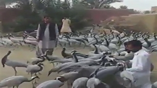 پذیرایی مردم استان سیستان و بلوچستان از درناهای اوراسیایی