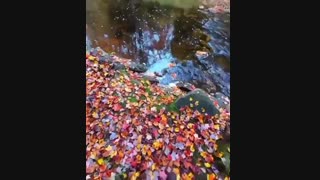 پاییز در ورمونت