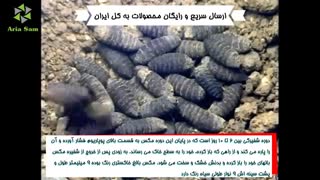فیلم غذا خورد عجیب مگس!
