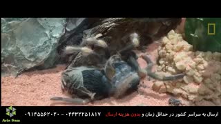 فیلمی بسیار جالب از پوست اندازی رتیل!
