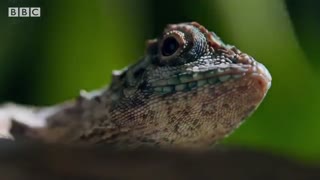 پرواز جانانه اژدهای کوچک  در جنگلهای آمازون