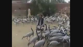 مردم میزبان و پرندگانی که ازدوردستها امده اند