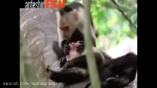 صداگذاری خنده دار روی حیوانات