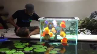 ماهی اکواریومی