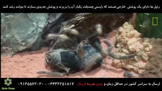 پروسه پوست اندازی رتیل - بسیار جالب و دیدنی!