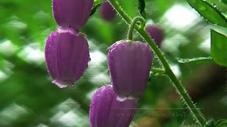 طبیعت زیبا و صدای آرامش بخش جنگل