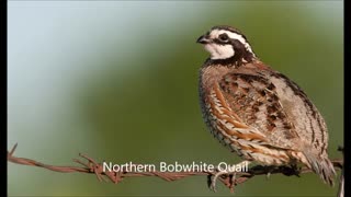 ارایه بهترین تخم های نطفه دار شرکت آریا طیور