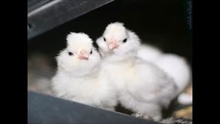 ساخت انواع دستگاه جوجه کشی شرکت آریا طیور