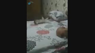 ازین گربه ها ادم دلش میخواد
