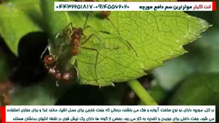 دانستنی های ترسناک درباره مورچه ها!!