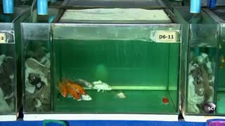 نگهداری از اکواریوم