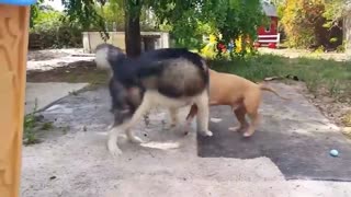 چرا هاسکی و پیت بول همیشه سر جنگ دارن؟؟؟