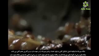 تپه های عظیم موریانه - بزرگترین ملکه موریانه