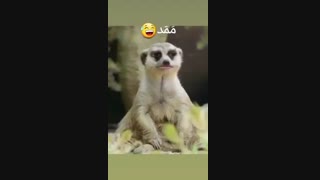 ممد... ممد... ممد کجایی... ممدددد