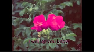 Mr. Kitty - After Dark (lyrics)