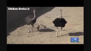 پرورش شترمرغ در یزد
