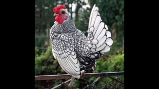 فروش تخم نطفه دار مرغ زینتی  آریا طیور