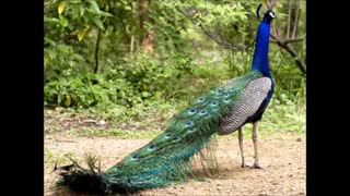 تخم نطفه دار طاووس با ضمانت ودرجه یک