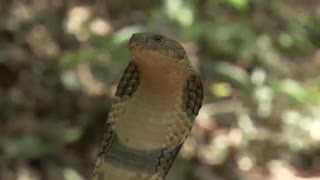 این مار می تونه یک گاو درسته رو هم بخوره