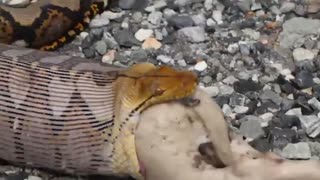 بلعیده شدن سگ توسط مار پیتون