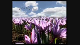 زعفران بهرامن- bahramansaffron- طلای سرخ ایران
