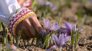 زعفران بهرامن- موزیک- bahramansaffron-طلای سرخ ایران