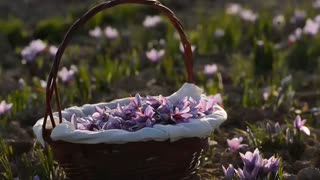 زعفران بهرامن-bahramansaffron- طلای سرخ ایران