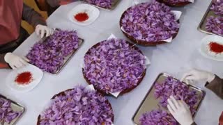 زعفران بهرامن- bahramansaffron- طلای سرخ ایران