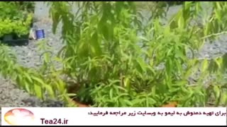 همه چیز درباره دمنوش به لیمو / tea24.ir