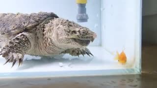تغذیه لاک پشت aligator snapping turtle